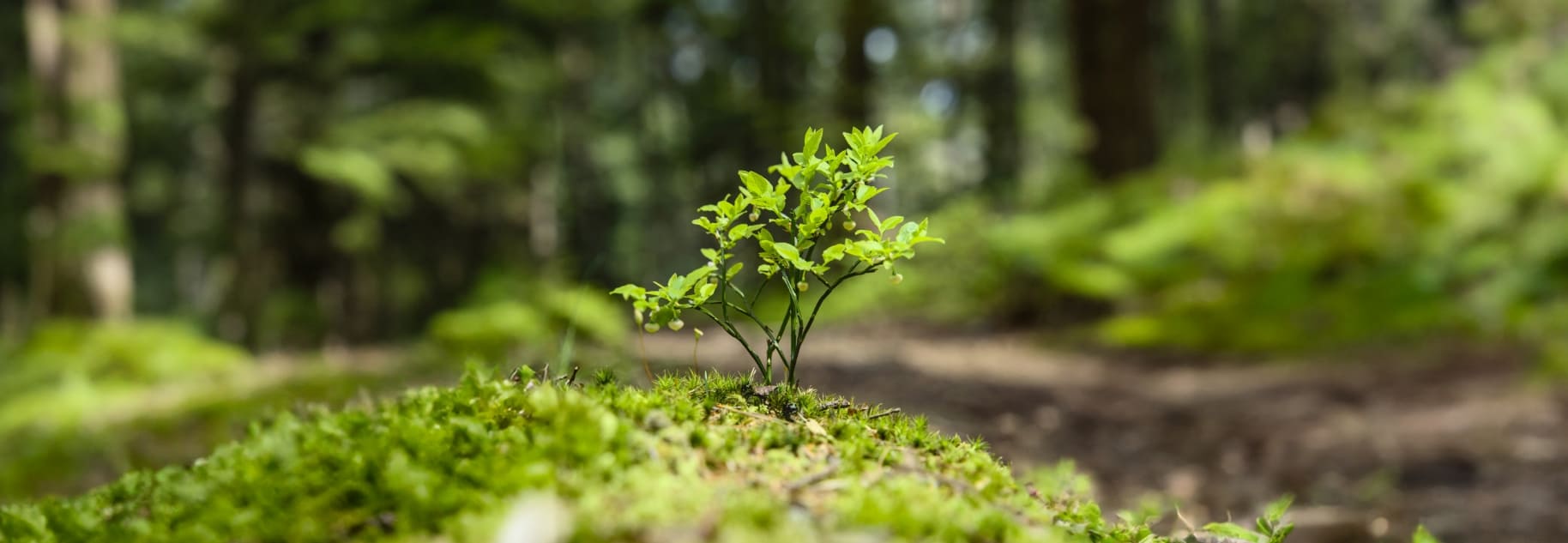 sustainability